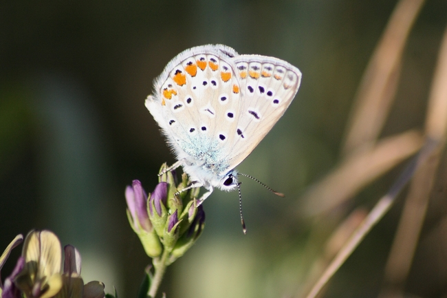 Tutti Polyommatus icarus M e F ???